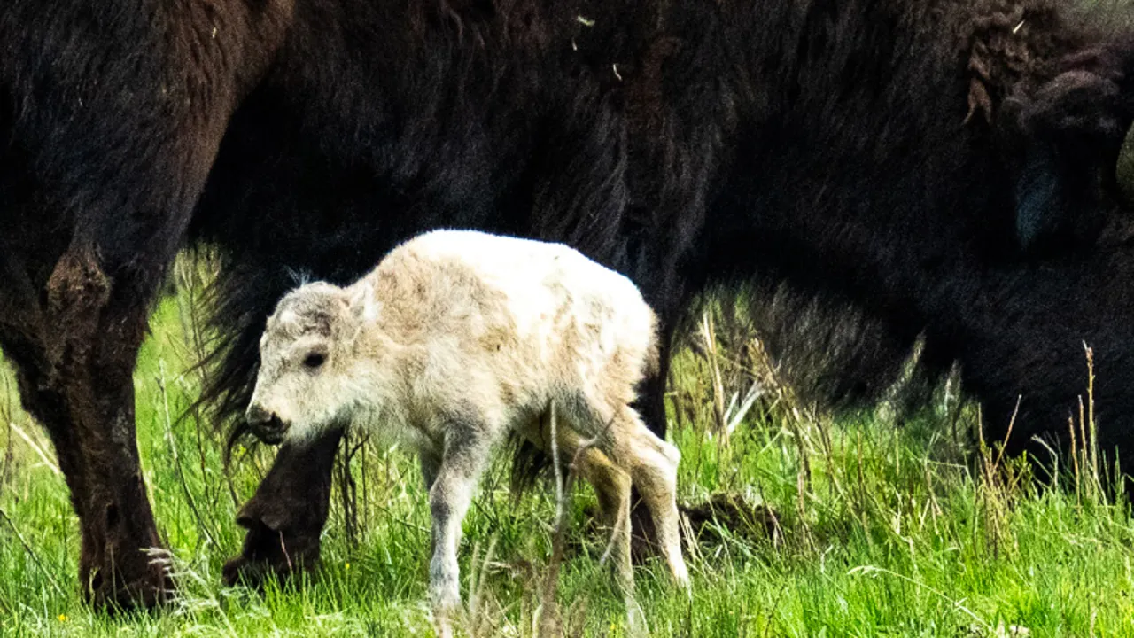 White Bison Born in Yellowstone: A Story of Resilience